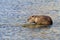 Coypu myocastor, Nutria