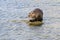 Coypu myocastor, Nutria