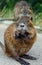 Coypu. nutria eats carrots