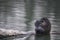 Coypu or nutria (Myocastor coypus) in the water.