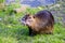 Coypu - Nutria - Southamerican Beaver