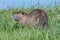 Coypu, otter