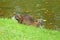 Coypu by the river