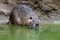 Coypu in river