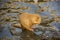 Coypu, a river rat, cleaning himself