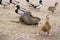 Coypu, river rat, nutria furry animal and group of ducks