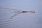 Coypu swimming