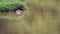 Coypu swimming in a muddy river, in Aberdares National Park,