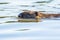 Coypu swimming in river Vltava in Prague