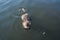 Coypu swimming in river Vltava in Prague