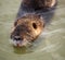 Coypu swimming in the water