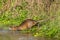 A coypu takes to the water in a small stream