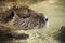 Coypu in the water