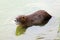 Coypu in water.