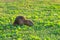 Coypu water rat in green grass. Animal