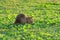 Coypu water rat in green grass. Animal