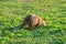 Coypu water rat in green grass. Animal