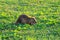 Coypu water rat in green grass. Animal