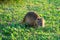 Coypu water rat in green grass. Animal