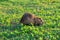 Coypu water rat in green grass. Animal