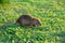 Coypu water rat in green grass. Animal