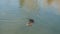 Coypu, water rat swimming in the river and eating some bread with its paws shallow water near the bank