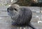 Coypu young