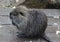 Coypu young