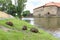 Coypus or River Rat Feeding by The River