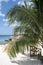 Cozumel Island Beach Palm Tree