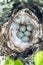 Cozy Arctic redpoll (Acanthis hornemanni) nest