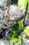 Cozy Arctic redpoll (Acanthis hornemanni) nest