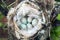 Cozy Arctic redpoll (Acanthis hornemanni) nest