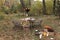 Cozy autumn picnic in the park. Festive setting table decorated wildflowers in vase, candles, food, hot drinks, maples