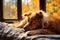 Cozy autumn scene a dreamy dog naps by the warm windowsill