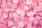 A cozy blanket with scattered rose petals Valentine Day background