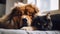 Cozy brown dog and black cat cuddling