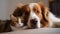 Cozy brown dog and brown cat cuddling