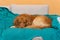 Cozy Canine Comfort: Golden Retriever\\\'s Nap Nook