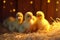 Cozy Chicks in Warm Light