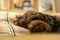 Cozy closeup of an adorable Labradoodle sleeping on a sofa