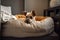 cozy and comfortable pet bed surrounded by soft sheets, pillows, and blankets