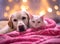 Cozy Companions Golden Labrador and White Cat in Pink Blanket