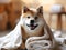 Cozy and content, this Shiba Inu\\\'s blissful expression under the snug blanket radiates comfort and joy