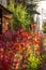 Cozy courtyard with colorful Virginia creeper Parthenocissus quinquefolia leaves on the fence