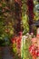 Cozy courtyard with colorful Virginia creeper Parthenocissus quinquefolia leaves on the fence