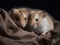 The Cozy Cuddle: Hamsters Nestled Together in Slumber