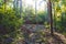 Cozy and dense summer forest. Shadows and sunshine. Beautiful day. Germany.