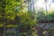 Cozy and dense summer forest. Shadows and sunshine. Beautiful day. Germany.