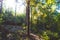 Cozy and dense summer forest. Shadows and sunshine. Beautiful day. Germany.